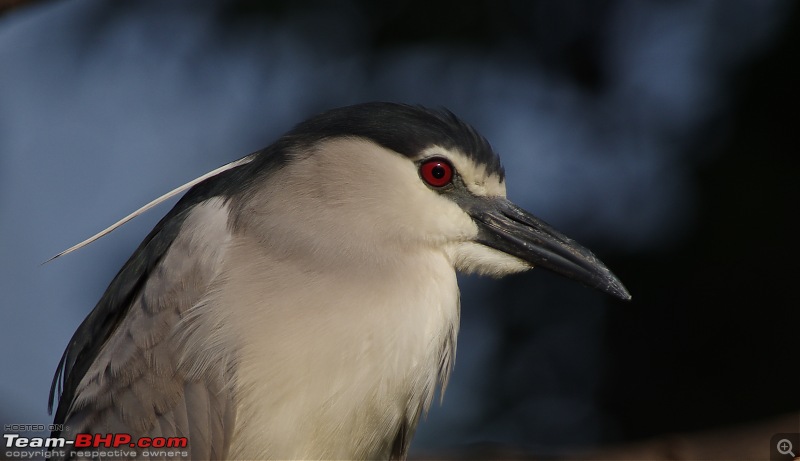 Birding around Mysore - A Photologue-blackcrowned-night-heron1.jpg