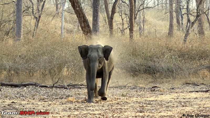 Tadoba Wilderness!-elephant-charge.jpg