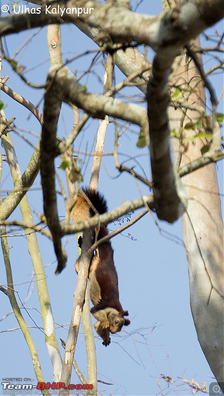 Tadoba Wilderness!-squirrel1.jpg