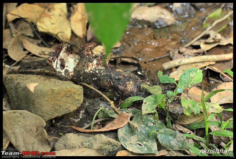 Solitary Exploration of the Nagarhole Forests-img_0112.jpg