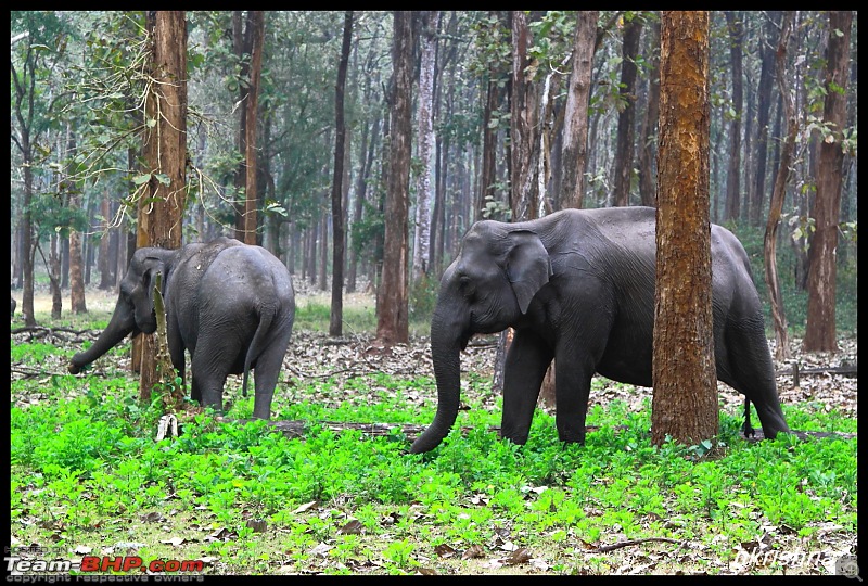 Solitary Exploration of the Nagarhole Forests-img_020.jpg