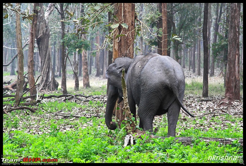 Solitary Exploration of the Nagarhole Forests-img_022.jpg