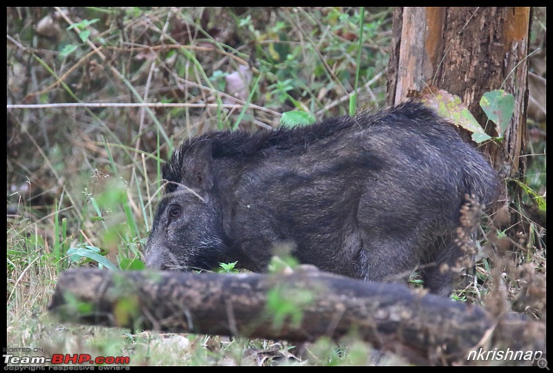 Solitary Exploration of the Nagarhole Forests-img_006.jpg