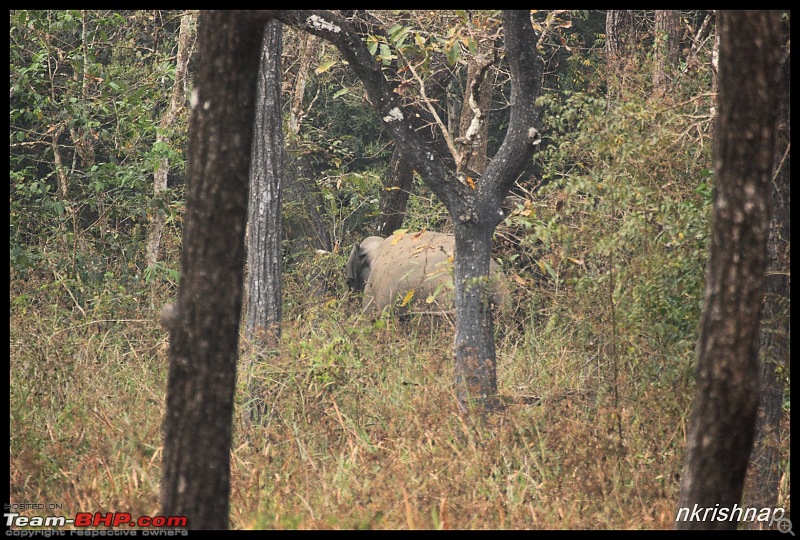 Solitary Exploration of the Nagarhole Forests-img_0050.jpg