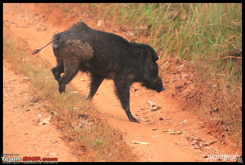 Solitary Exploration of the Nagarhole Forests-img_0028.jpg