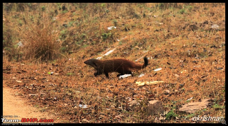 Solitary Exploration of the Nagarhole Forests-img_0041.jpg