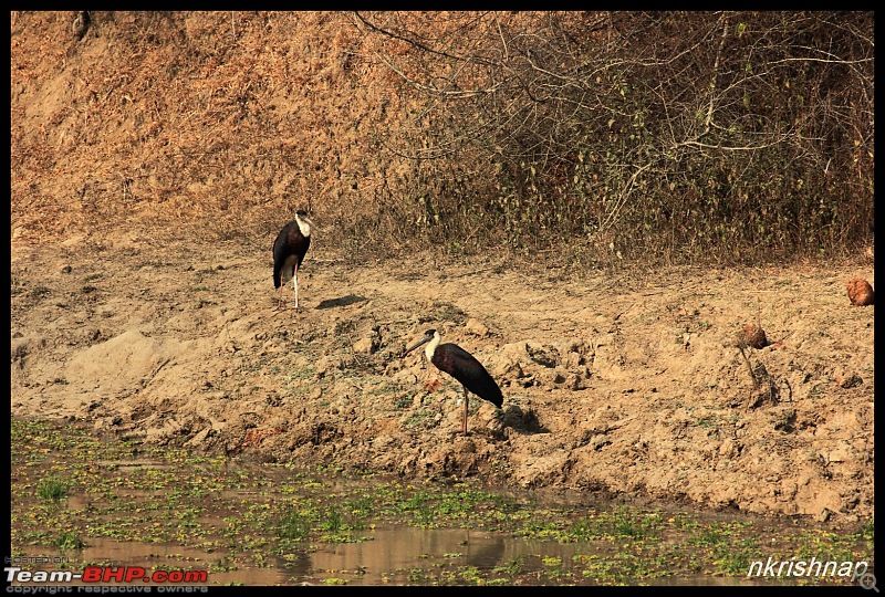 Solitary Exploration of the Nagarhole Forests-img_0120.jpg