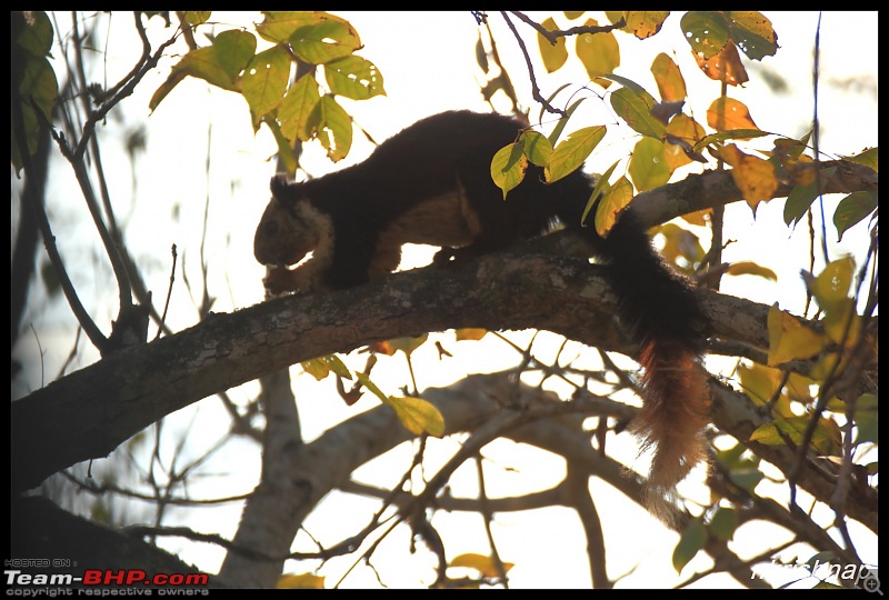 Solitary Exploration of the Nagarhole Forests-img_0132.jpg