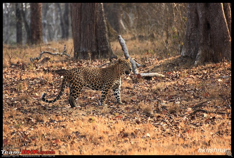 Solitary Exploration of the Nagarhole Forests-img_0153.jpg