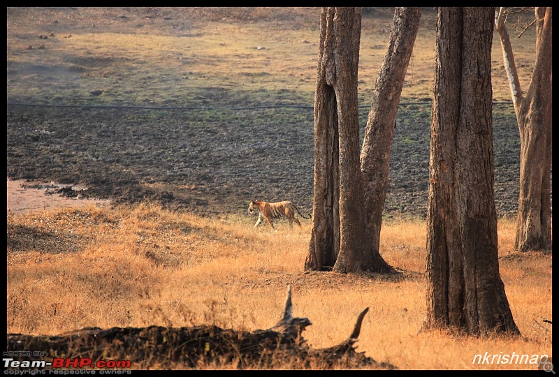 Solitary Exploration of the Nagarhole Forests-img_0162.jpg