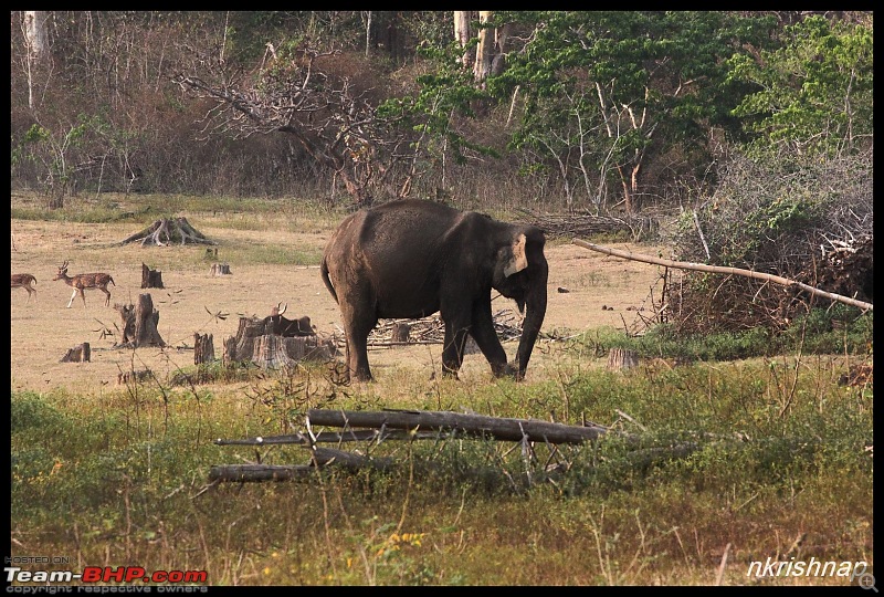 Solitary Exploration of the Nagarhole Forests-img_0186.jpg