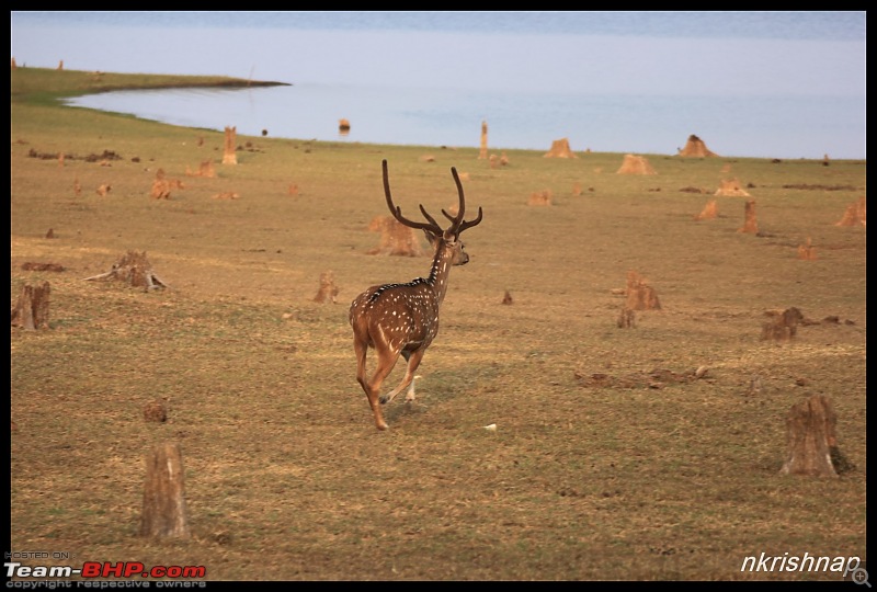 Solitary Exploration of the Nagarhole Forests-img_0262.jpg