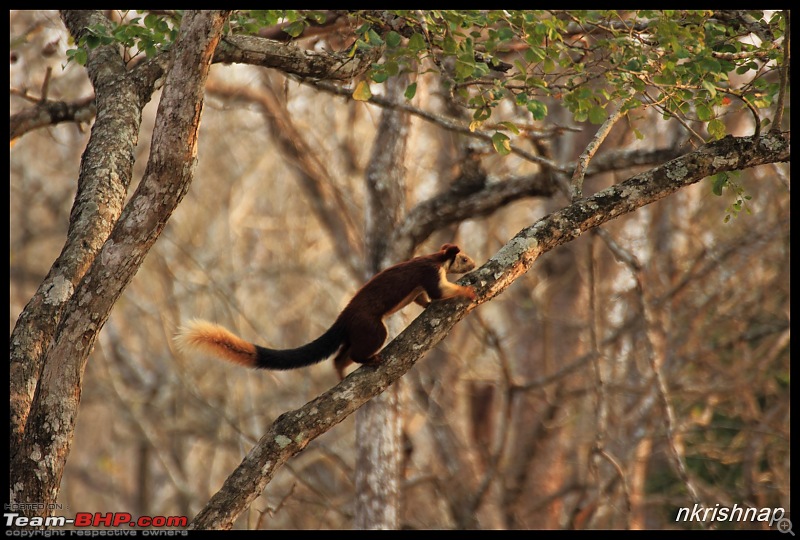 Solitary Exploration of the Nagarhole Forests-img_0213.jpg