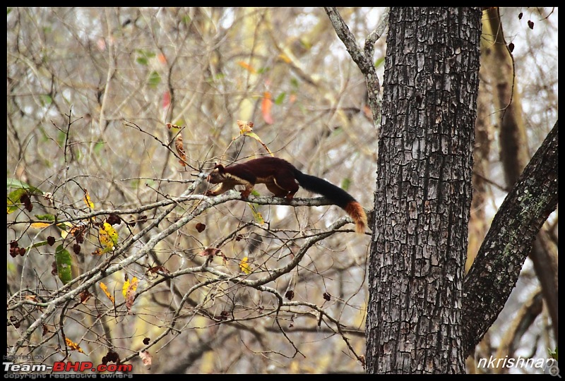 Solitary Exploration of the Nagarhole Forests-img_7243.jpg