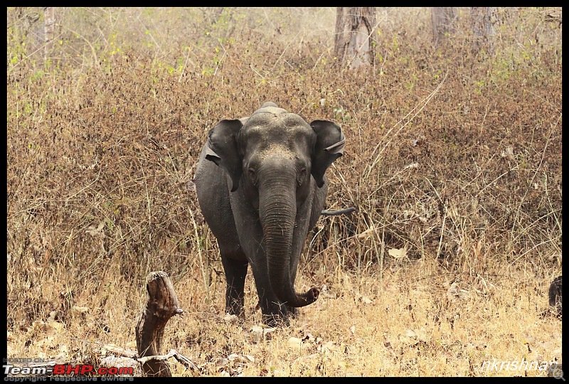 Solitary Exploration of the Nagarhole Forests-img_7256.jpg