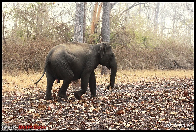 Solitary Exploration of the Nagarhole Forests-img_7268.jpg