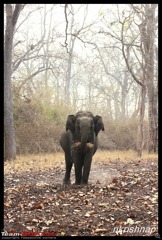 Solitary Exploration of the Nagarhole Forests-img_7269.jpg