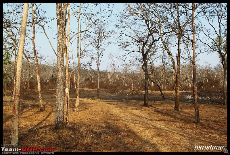 Solitary Exploration of the Nagarhole Forests-img_7172.jpg