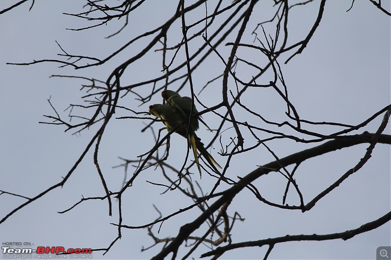 Driving through Melghat - Quickie through Seemadoh, Kolkhas & Chikhaldara-img_2552.jpg