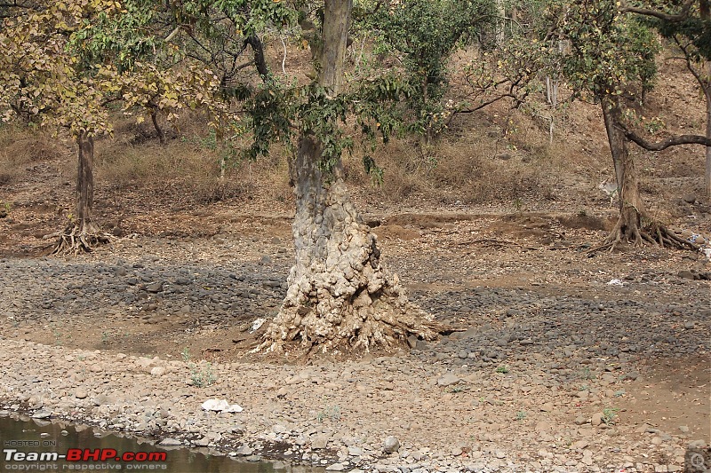 Driving through Melghat - Quickie through Seemadoh, Kolkhas & Chikhaldara-img_2706.jpg