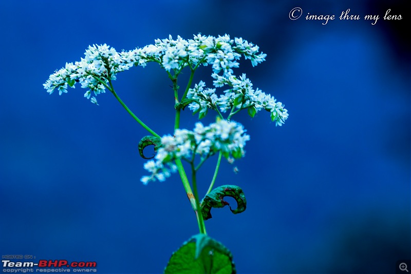 Nandikund Trek: Quest through the Garhwal Himalayas-naanu-51.jpg