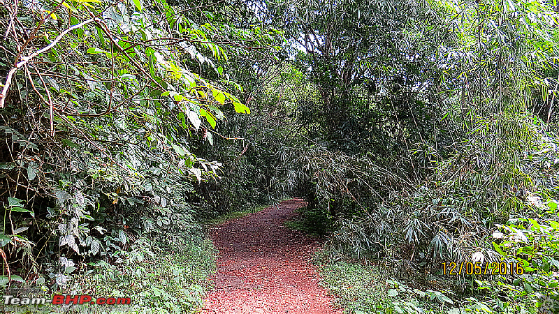 A 315 km drive to Rejuvenation, Birds & Bamboo (Kannur Ayurvedic Center, Wayanad)-img_0740.png