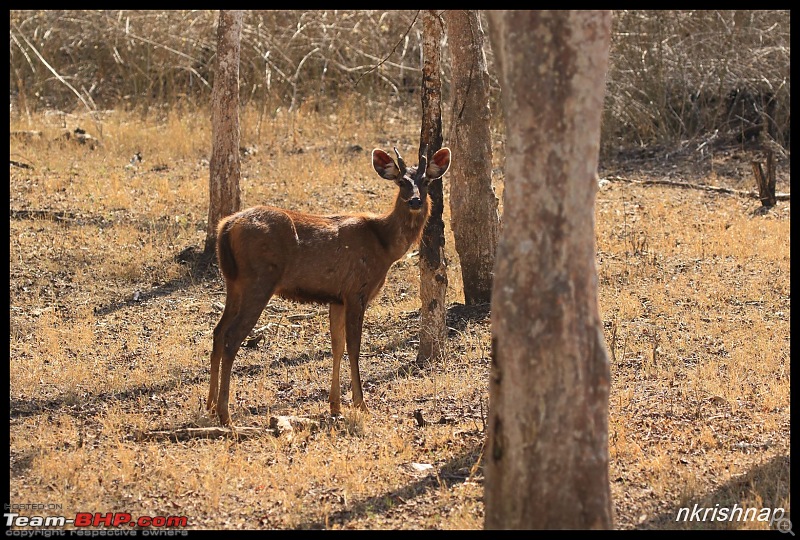 Solitary Exploration of the Nagarhole Forests-img_0425.jpg