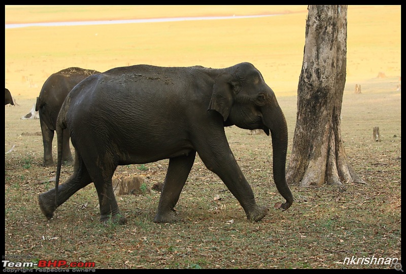 Solitary Exploration of the Nagarhole Forests-img_0521.jpg