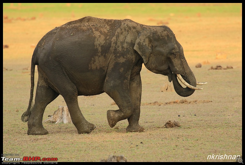 Solitary Exploration of the Nagarhole Forests-img_0658.jpg