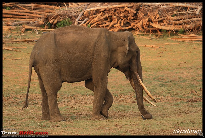 Solitary Exploration of the Nagarhole Forests-img_0735.jpg