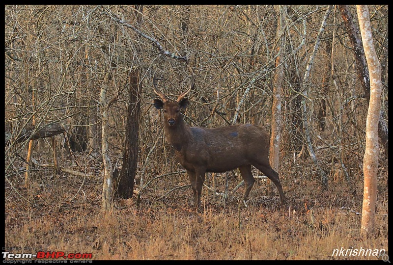 Solitary Exploration of the Nagarhole Forests-img_1021.jpg