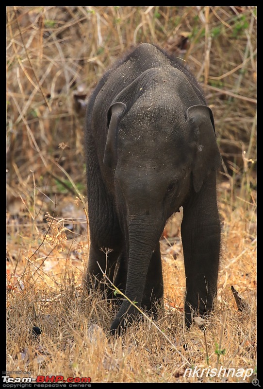 Solitary Exploration of the Nagarhole Forests-img_1103.jpg