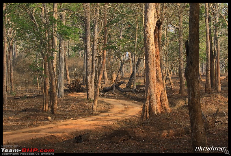 Solitary Exploration of the Nagarhole Forests-img_1117.jpg