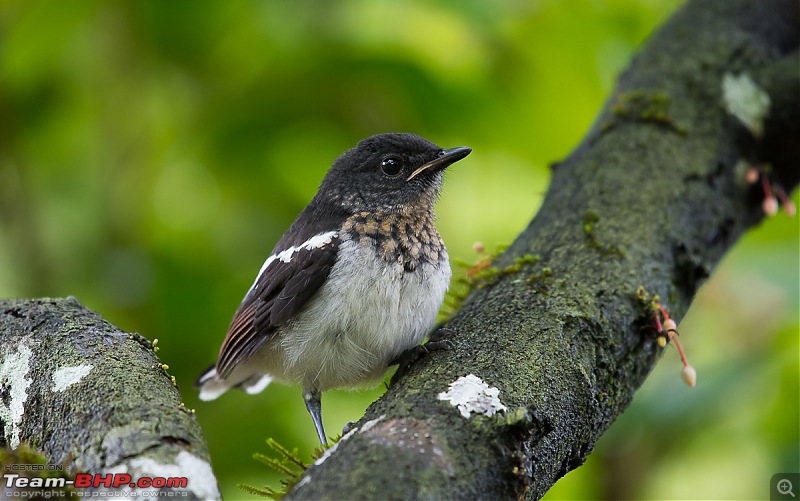 Munnar: Fresh air, Green hills and some birds-_dsc3654.jpg