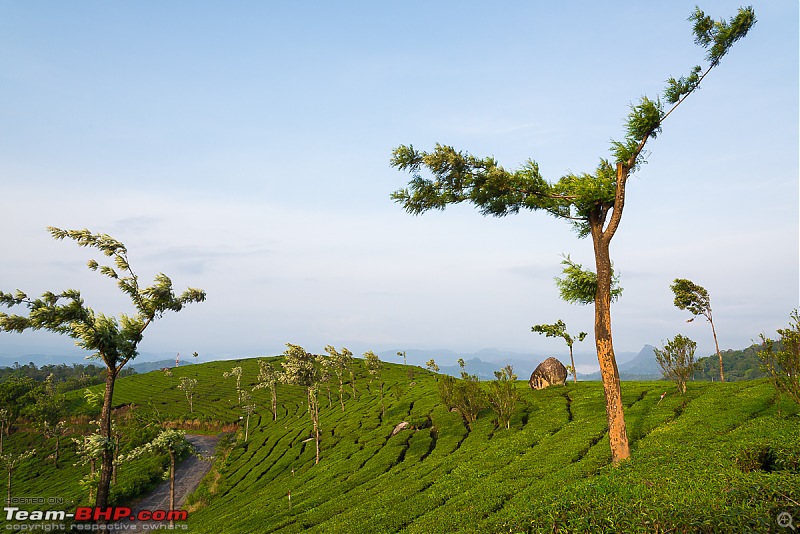 Munnar: Fresh air, Green hills and some birds-_dsc3909.jpg