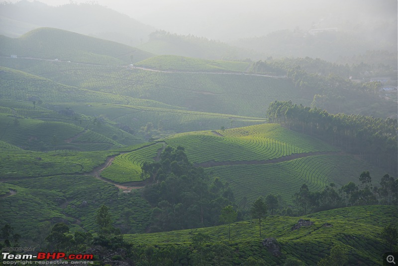 Munnar: Fresh air, Green hills and some birds-_dsc42312.jpg