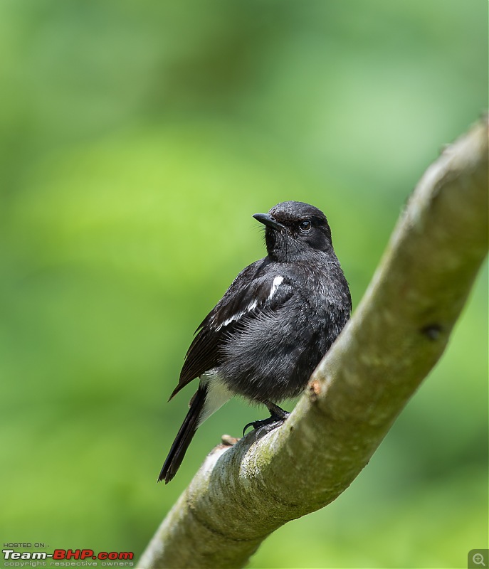 Munnar: Fresh air, Green hills and some birds-_dsc4142.jpg