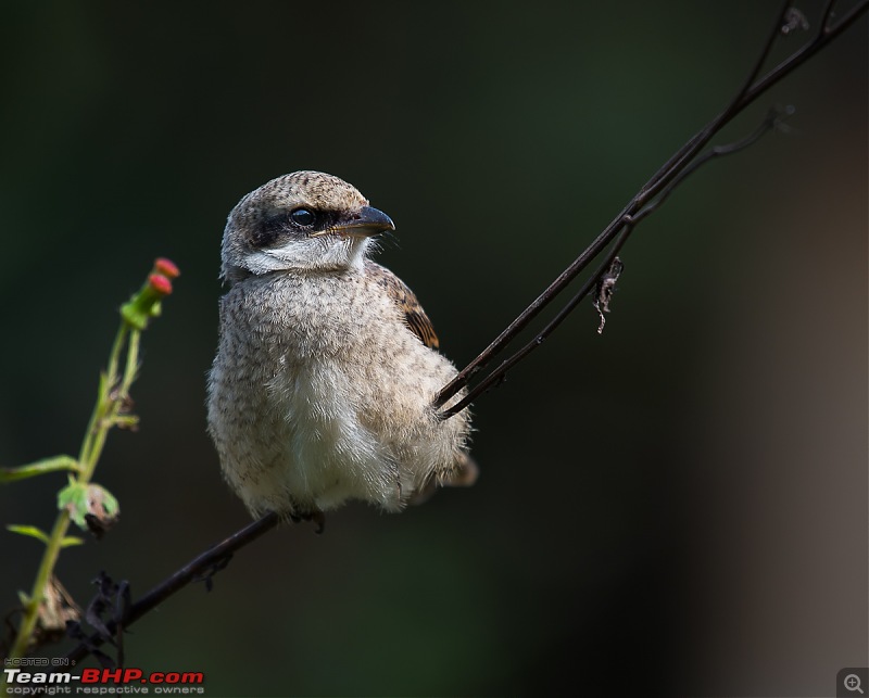 Munnar: Fresh air, Green hills and some birds-_dsc4034.jpg