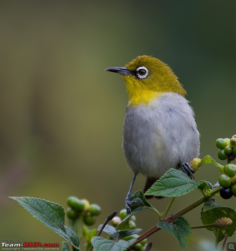 Munnar: Fresh air, Green hills and some birds-_dsc37962.jpg