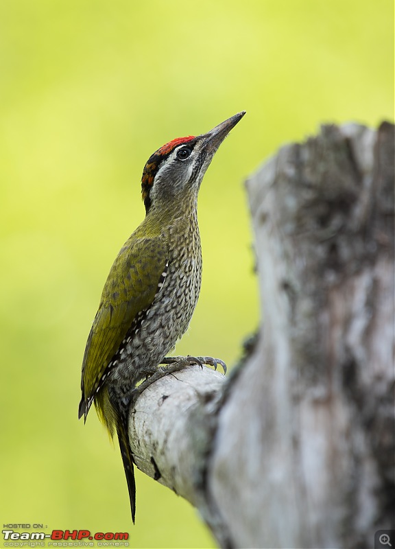 Munnar: Fresh air, Green hills and some birds-_dsc41212.jpg