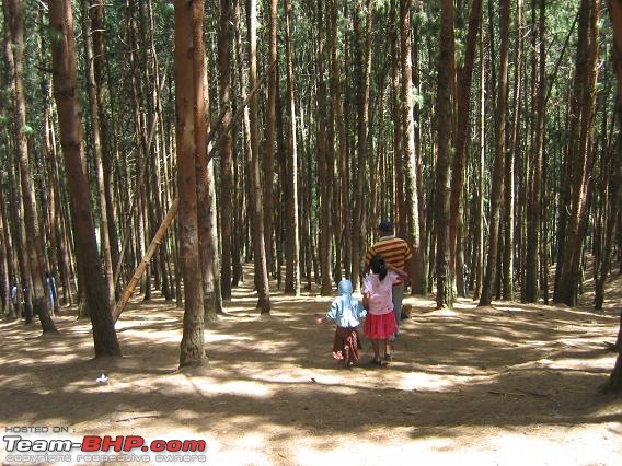 Civved : Kodaikanal, Munnar-pineforest.jpg