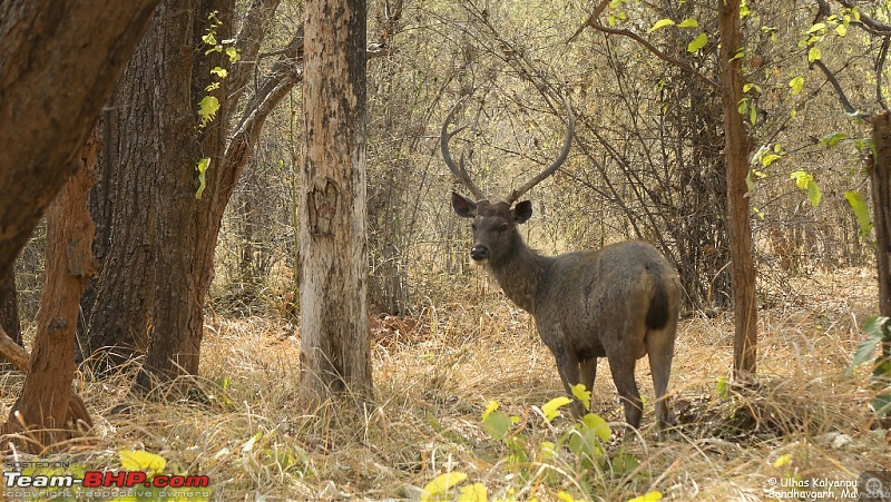 Tadoba Wilderness!-sambar-bandhavgarh.jpg