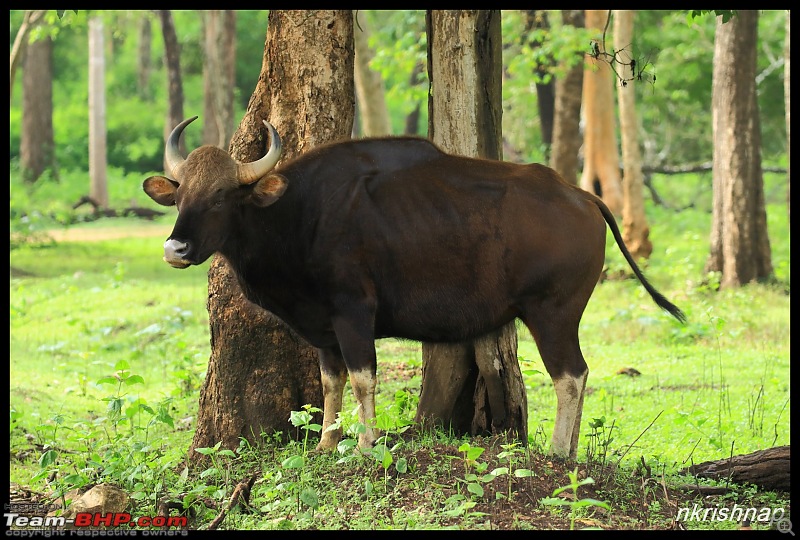 Wildlife at Nagarhole & Kabini-img_1383.jpg