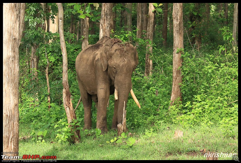 Wildlife at Nagarhole & Kabini-img_1493.jpg