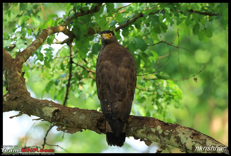 Wildlife at Nagarhole & Kabini-img_1643.jpg