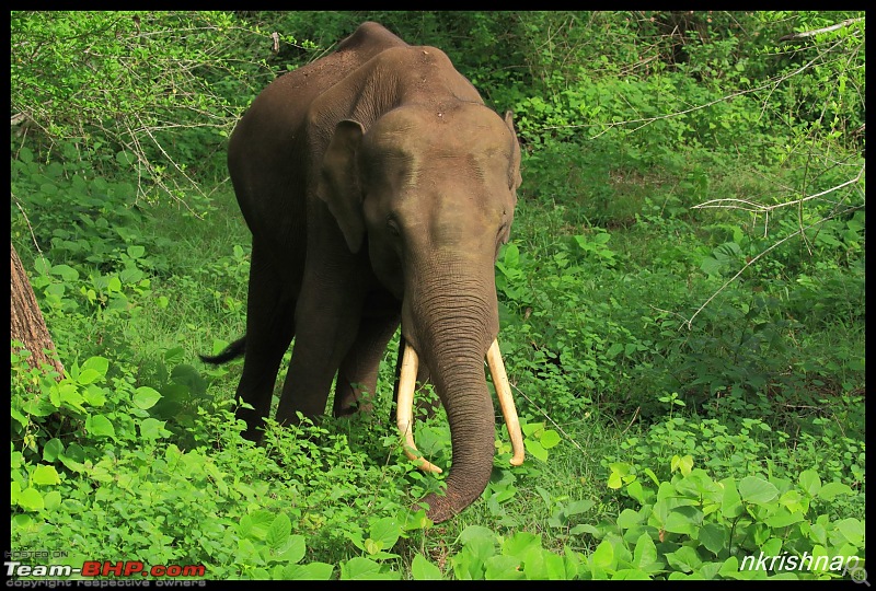 Wildlife at Nagarhole & Kabini-img_1694.jpg