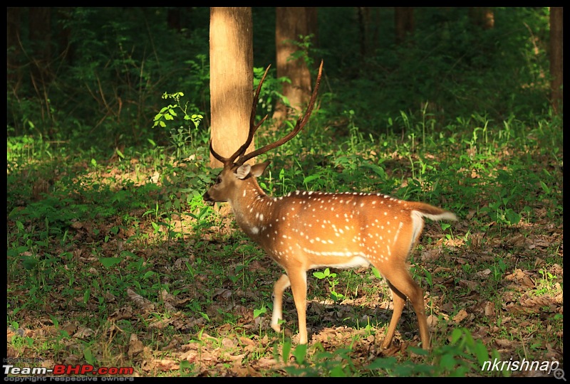Wildlife at Nagarhole & Kabini-img_1747.jpg