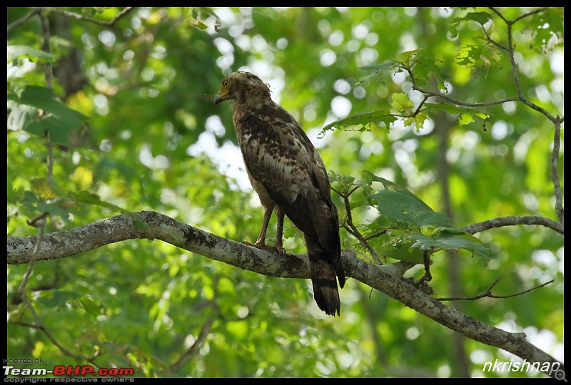 Wildlife at Nagarhole & Kabini-img_1878.jpg