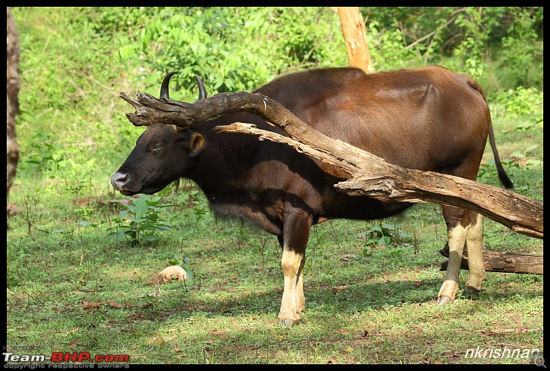 Wildlife at Nagarhole & Kabini-img_2011.jpg