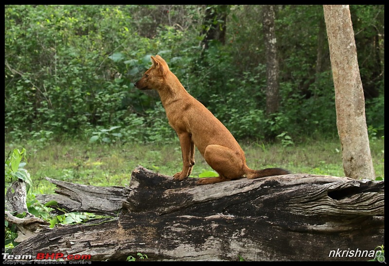 Wildlife at Nagarhole & Kabini-img_2140.jpg